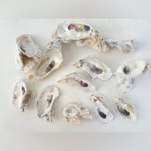 Raw Oyster Shell Clusters and Singles Bundle